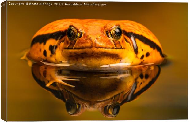 Tomato frog (Dyscophus) with reflection in the wat Canvas Print by Beata Aldridge