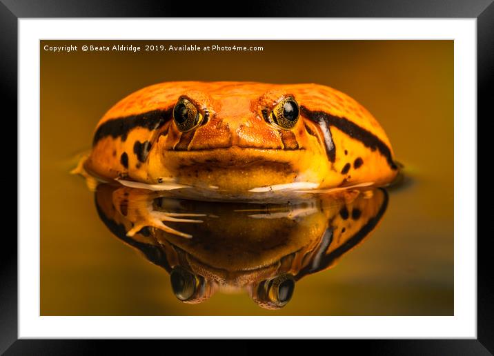Tomato frog (Dyscophus) with reflection in the wat Framed Mounted Print by Beata Aldridge