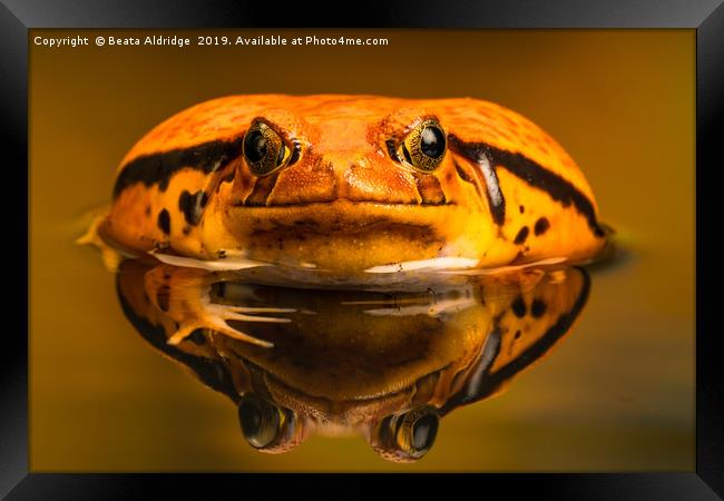 Tomato frog (Dyscophus) with reflection in the wat Framed Print by Beata Aldridge