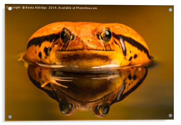 Tomato frog (Dyscophus) with reflection in the wat Acrylic by Beata Aldridge
