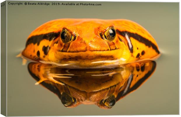Tomato frog (Dyscophus) with reflection in the wat Canvas Print by Beata Aldridge