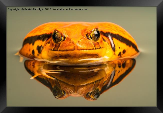 Tomato frog (Dyscophus) with reflection in the wat Framed Print by Beata Aldridge