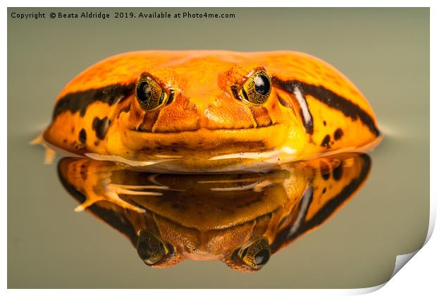 Tomato frog (Dyscophus) with reflection in the wat Print by Beata Aldridge