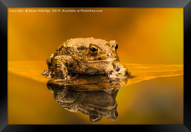 Common toad (Bufo Bufo) Framed Print by Beata Aldridge