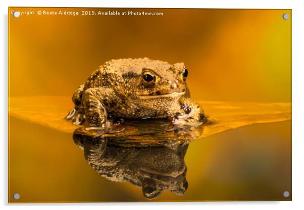 Common toad (Bufo Bufo) Acrylic by Beata Aldridge