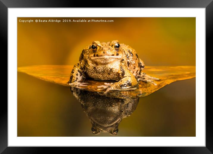 Common toad (Bufo Bufo) Framed Mounted Print by Beata Aldridge