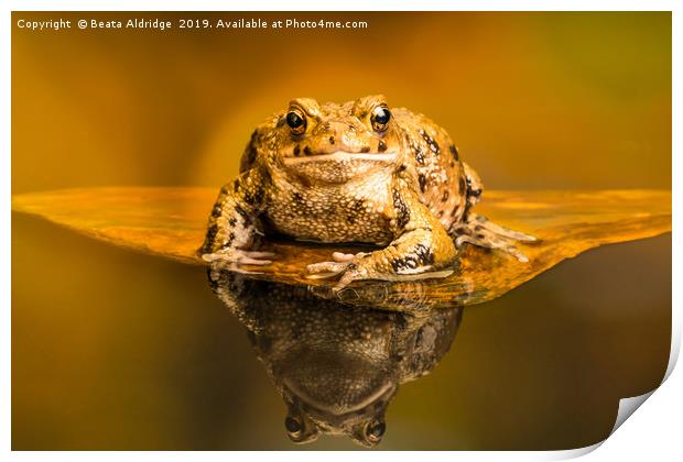 Common toad (Bufo Bufo) Print by Beata Aldridge