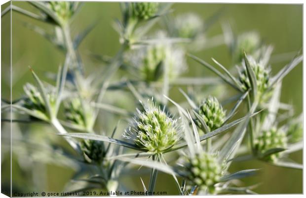 green wild flowers summer season Canvas Print by goce risteski