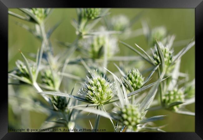 green wild flowers summer season Framed Print by goce risteski