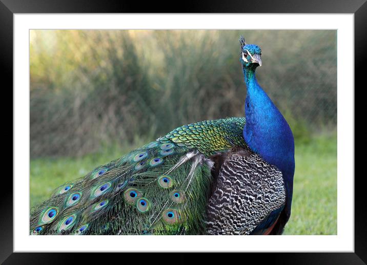 beautiful peacock with colorful feathers Framed Mounted Print by goce risteski