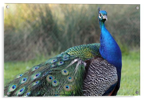 beautiful peacock with colorful feathers Acrylic by goce risteski