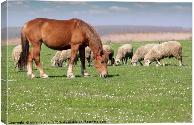 farm animals horse and sheep Canvas Print by goce risteski