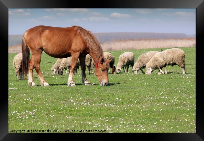 farm animals horse and sheep Framed Print by goce risteski