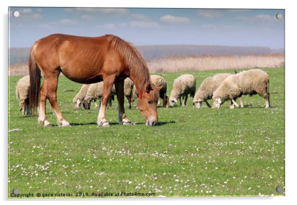 farm animals horse and sheep Acrylic by goce risteski