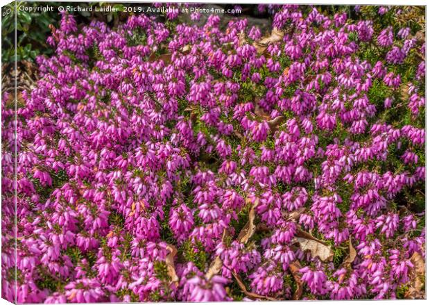 Pink Winter Flowering Heather Canvas Print by Richard Laidler