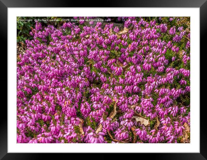 Pink Winter Flowering Heather Framed Mounted Print by Richard Laidler
