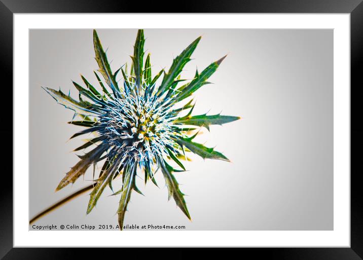 Floral Starburst Framed Mounted Print by Colin Chipp