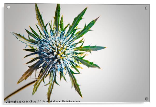 Floral Starburst Acrylic by Colin Chipp