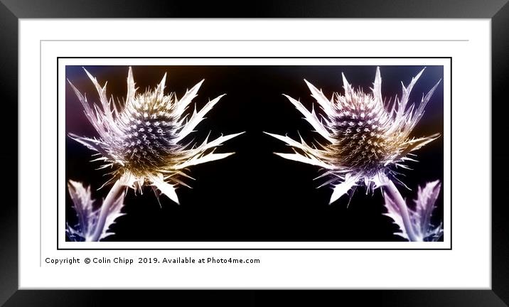 Prickly pair Framed Mounted Print by Colin Chipp