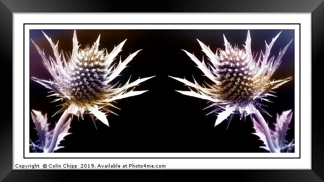 Prickly pair Framed Print by Colin Chipp