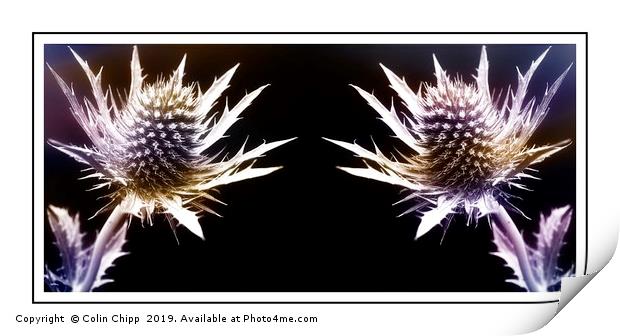 Prickly pair Print by Colin Chipp