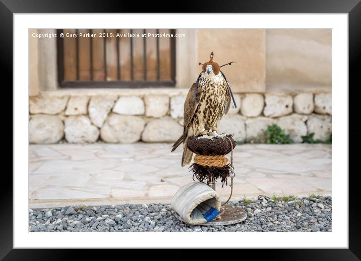A hooded falcon, on a perch, in Arabia Framed Mounted Print by Gary Parker