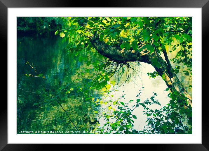 Beautiful tree branches over water in Summertime Framed Mounted Print by Malgorzata Larys
