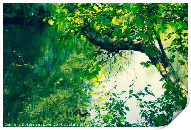 Beautiful tree branches over water in Summertime Print by Malgorzata Larys