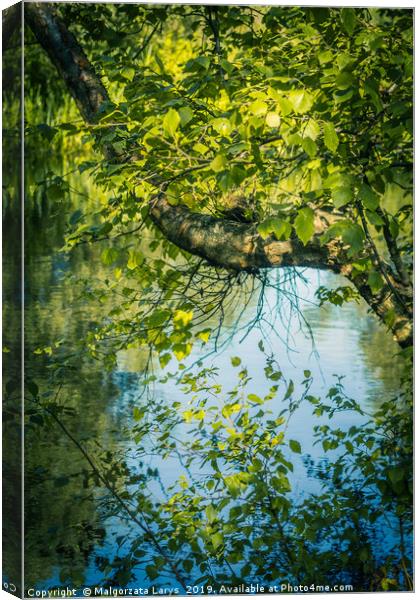 Beautiful tree branches over water, Monklands Cana Canvas Print by Malgorzata Larys