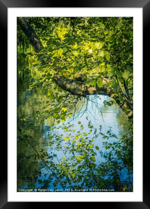 Beautiful tree branches over water, Monklands Cana Framed Mounted Print by Malgorzata Larys