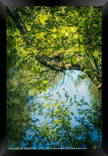 Beautiful tree branches over water, Monklands Cana Framed Print by Malgorzata Larys