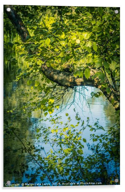 Beautiful tree branches over water, Monklands Cana Acrylic by Malgorzata Larys