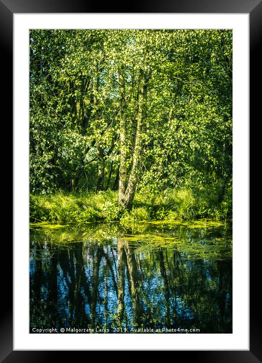 Silver birch tree at Monklands Canal in Scotland w Framed Mounted Print by Malgorzata Larys