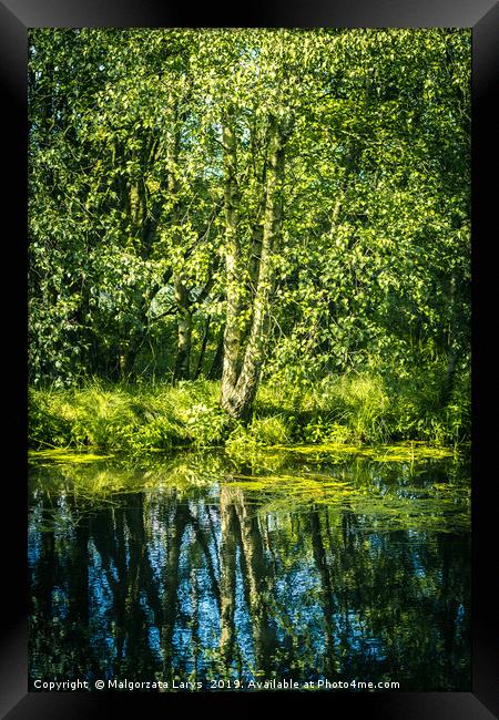 Silver birch tree at Monklands Canal in Scotland w Framed Print by Malgorzata Larys