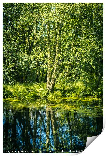 Silver birch tree at Monklands Canal in Scotland w Print by Malgorzata Larys