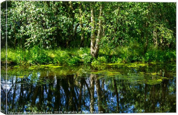 Beautiful birch tree at the Monklands canal with r Canvas Print by Malgorzata Larys