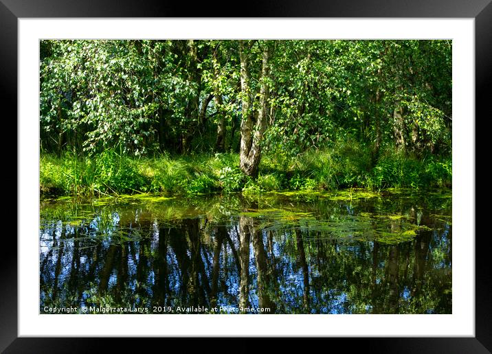 Beautiful birch tree at the Monklands canal with r Framed Mounted Print by Malgorzata Larys