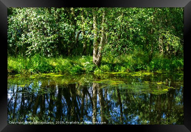 Beautiful birch tree at the Monklands canal with r Framed Print by Malgorzata Larys
