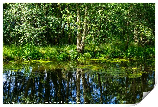 Beautiful birch tree at the Monklands canal with r Print by Malgorzata Larys