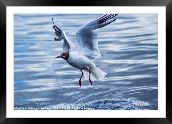 Young seagull over water Framed Mounted Print by Malgorzata Larys