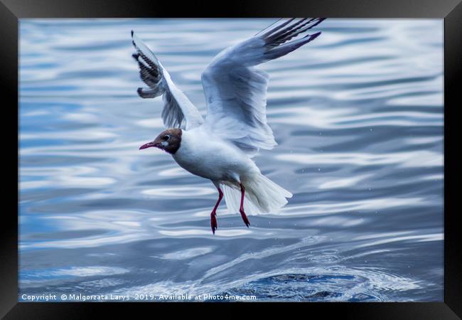 Young seagull over water Framed Print by Malgorzata Larys