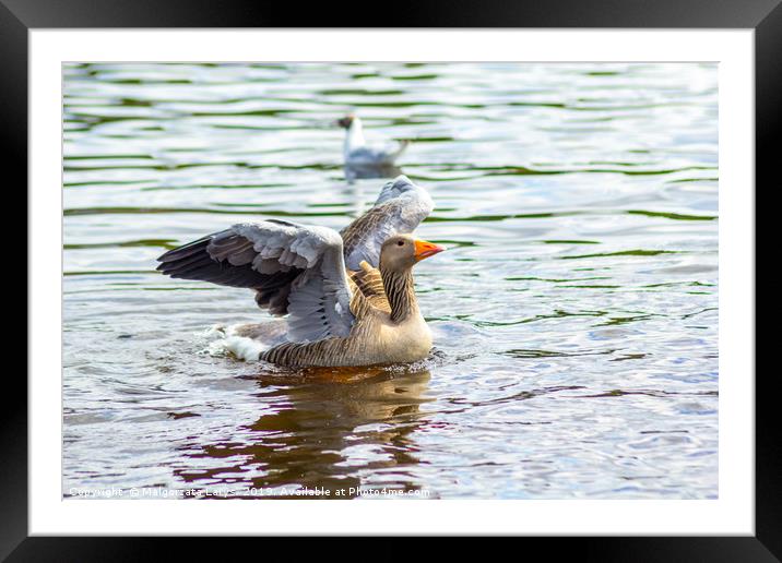 Canada goose on canal water Framed Mounted Print by Malgorzata Larys