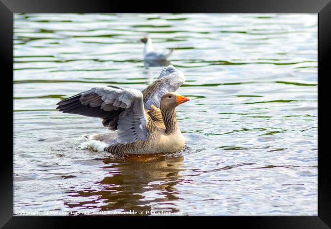 Canada goose on canal water Framed Print by Malgorzata Larys
