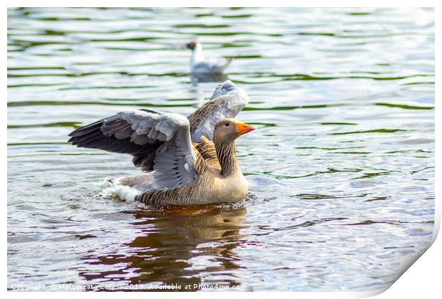 Canada goose on canal water Print by Malgorzata Larys