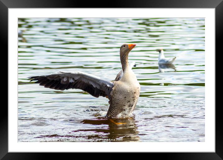 Gray goose on the lake in Coatbridge, Scotland Framed Mounted Print by Malgorzata Larys