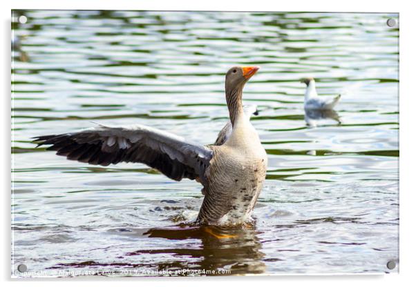 Gray goose on the lake in Coatbridge, Scotland Acrylic by Malgorzata Larys