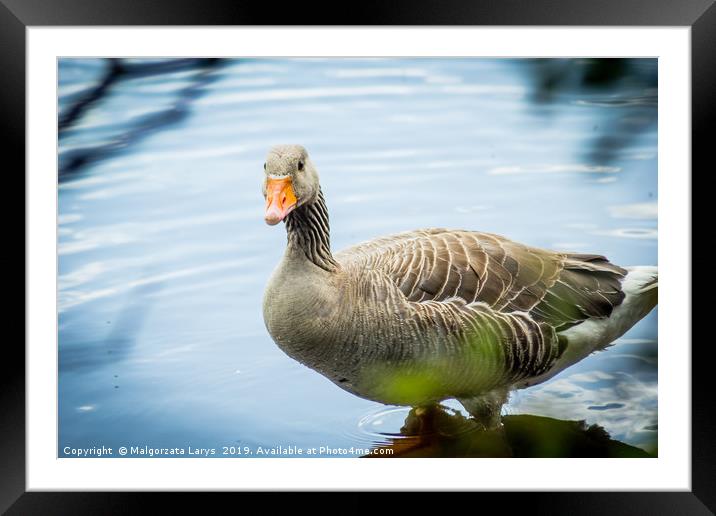 Gray goose on canal water Framed Mounted Print by Malgorzata Larys
