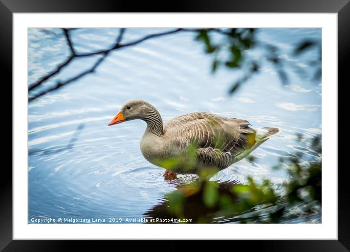 Gray goose on the lake in Coatbridge,  Scotland Framed Mounted Print by Malgorzata Larys