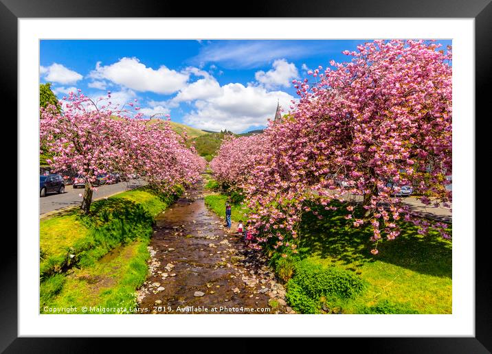 Magical Japanese cherry trees in Scotland  Framed Mounted Print by Malgorzata Larys
