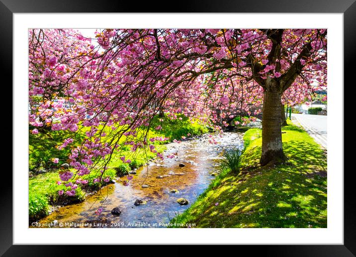 Spring at the river in Scotland Framed Mounted Print by Malgorzata Larys